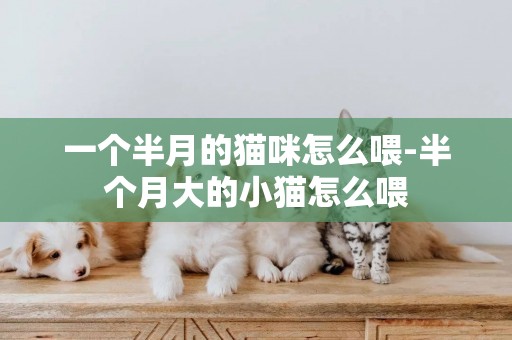 一個半月的貓咪怎么喂-半個月大的小貓怎么喂