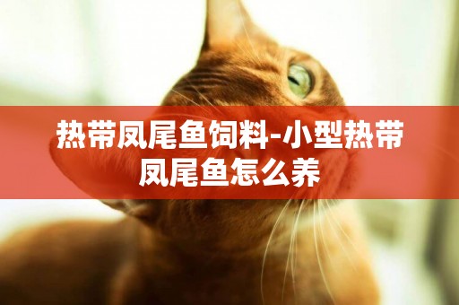 熱帶鳳尾魚飼料-小型熱帶鳳尾魚怎么養