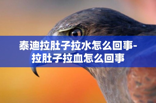 泰迪拉肚子拉水怎么回事-拉肚子拉血怎么回事