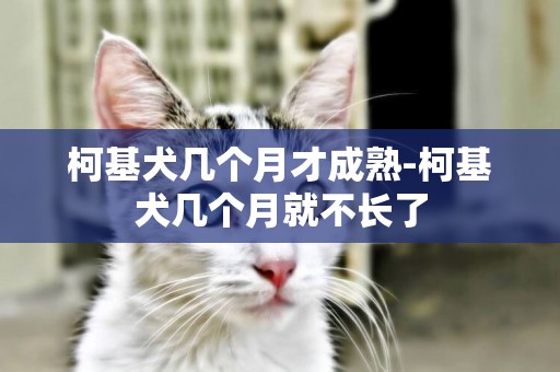 柯基犬幾個月才成熟-柯基犬幾個月就不長了
