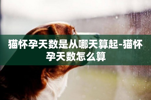 貓懷孕天數是從哪天算起-貓懷孕天數怎么算