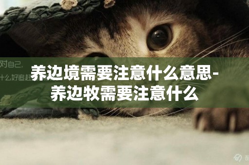 養邊境需要注意什么意思-養邊牧需要注意什么