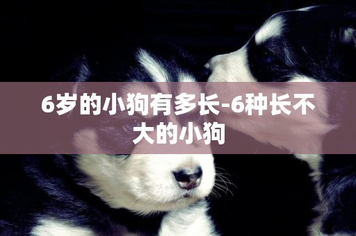 6歲的小狗有多長-6種長不大的小狗