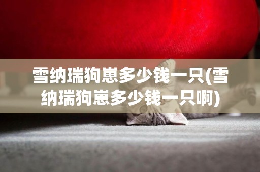 雪納瑞狗崽多少錢一只(雪納瑞狗崽多少錢一只啊)