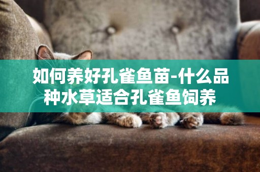 如何養好孔雀魚苗-什么品種水草適合孔雀魚飼養