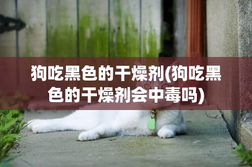狗吃黑色的干燥劑(狗吃黑色的干燥劑會中毒嗎)