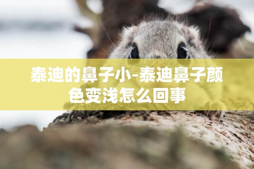 泰迪的鼻子小-泰迪鼻子顏色變淺怎么回事