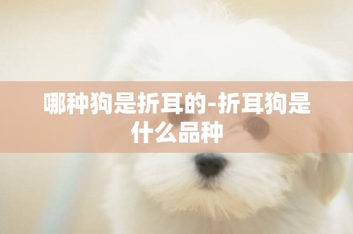 哪種狗是折耳的-折耳狗是什么品種