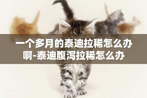 一個多月的泰迪拉稀怎么辦啊-泰迪腹瀉拉稀怎么辦