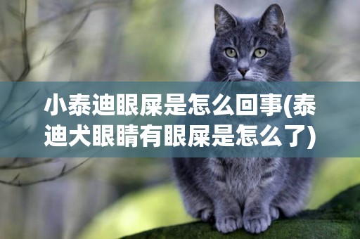 小泰迪眼屎是怎么回事(泰迪犬眼睛有眼屎是怎么了)