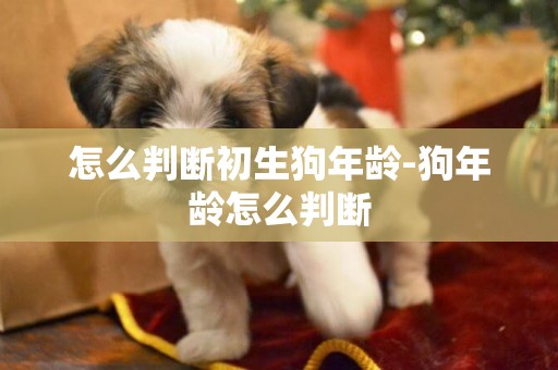 怎么判斷初生狗年齡-狗年齡怎么判斷