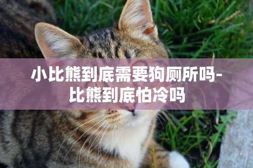 小比熊到底需要狗廁所嗎-比熊到底怕冷嗎