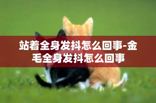 站著全身發抖怎么回事-金毛全身發抖怎么回事