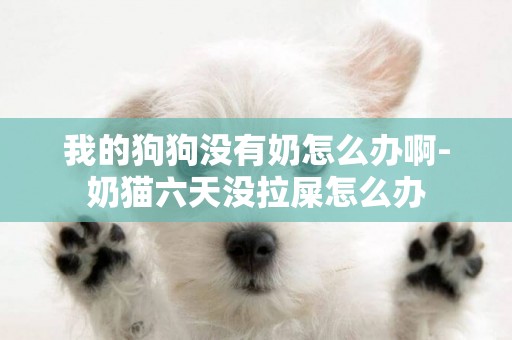 我的狗狗沒有奶怎么辦啊-奶貓六天沒拉屎怎么辦