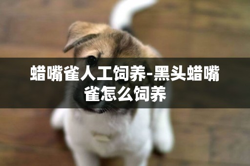 蠟嘴雀人工飼養-黑頭蠟嘴雀怎么飼養