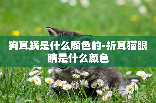 狗耳螨是什么顏色的-折耳貓眼睛是什么顏色
