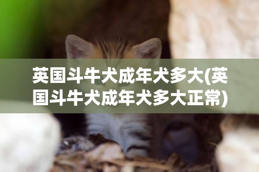 英國斗牛犬成年犬多大(英國斗牛犬成年犬多大正常)