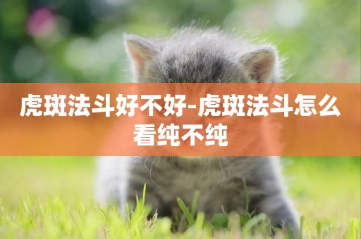 虎斑法斗好不好-虎斑法斗怎么看純不純