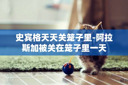 史賓格天天關籠子里-阿拉斯加被關在籠子里一天