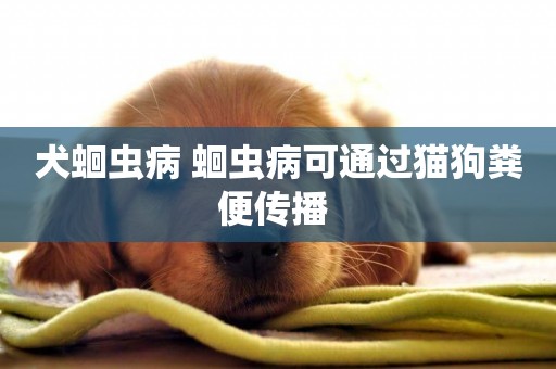 犬蛔蟲病 蛔蟲病可通過貓狗糞便傳播 