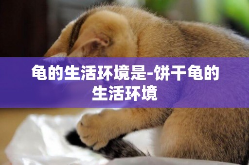 龜的生活環境是-餅干龜的生活環境
