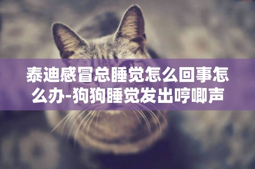 泰迪感冒總睡覺怎么回事怎么辦-狗狗睡覺發出哼唧聲是怎么回事