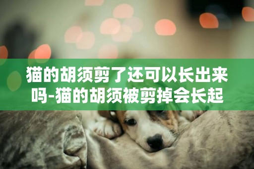 貓的胡須剪了還可以長出來嗎-貓的胡須被剪掉會長起來嗎