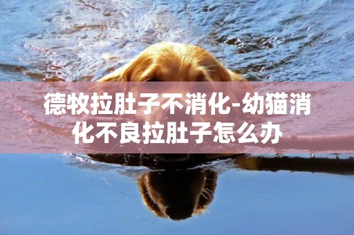 德牧拉肚子不消化-幼貓消化不良拉肚子怎么辦