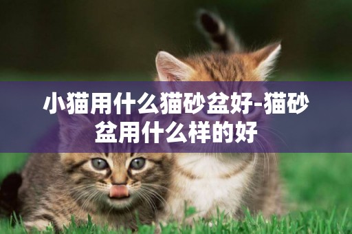 小貓用什么貓砂盆好-貓砂盆用什么樣的好