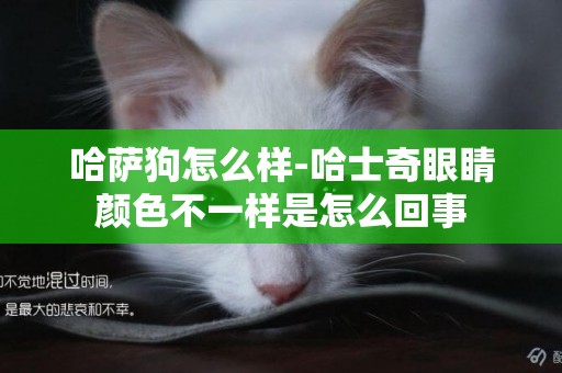 哈薩狗怎么樣-哈士奇眼睛顏色不一樣是怎么回事
