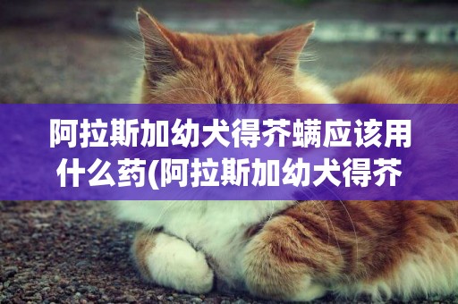 阿拉斯加幼犬得芥螨應該用什么藥(阿拉斯加幼犬得芥螨應該用什么藥治療)