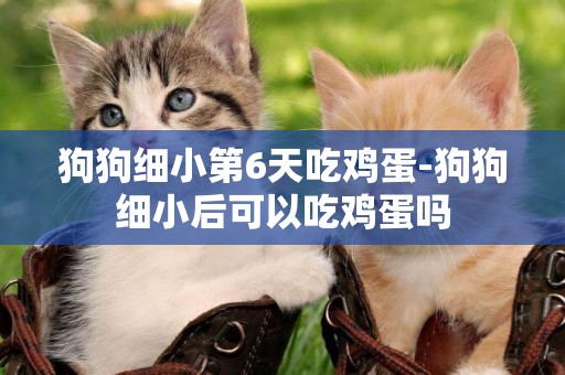 狗狗細小第6天吃雞蛋-狗狗細小后可以吃雞蛋嗎