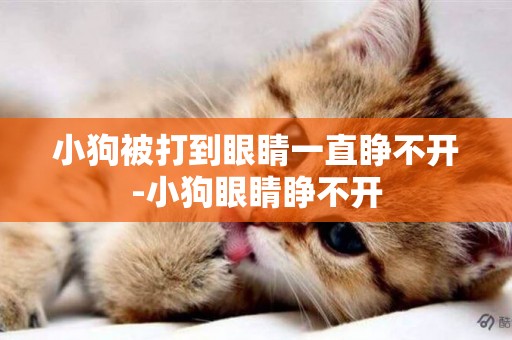小狗被打到眼睛一直睜不開-小狗眼睛睜不開