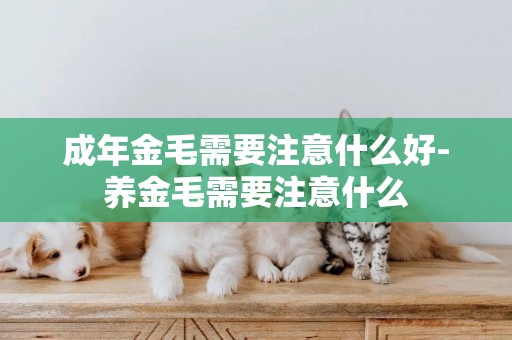 成年金毛需要注意什么好-養金毛需要注意什么