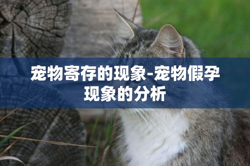 寵物寄存的現象-寵物假孕現象的分析
