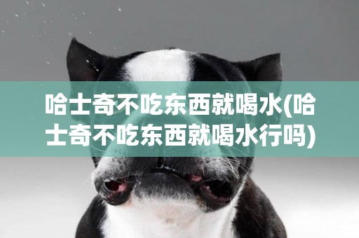 哈士奇不吃東西就喝水(哈士奇不吃東西就喝水行嗎)