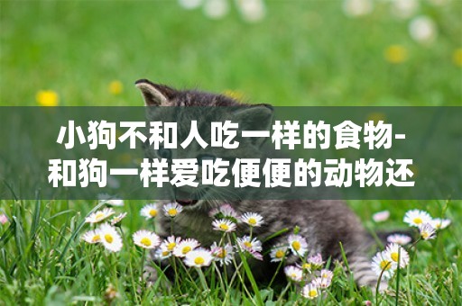 小狗不和人吃一樣的食物-和狗一樣愛吃便便的動物還不少