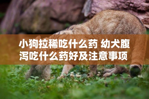 小狗拉稀吃什么藥 幼犬腹瀉吃什么藥好及注意事項 