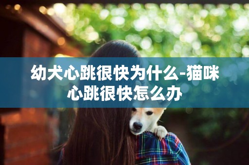 幼犬心跳很快為什么-貓咪心跳很快怎么辦