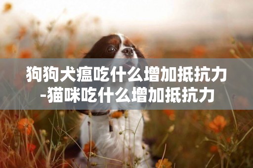 狗狗犬瘟吃什么增加抵抗力-貓咪吃什么增加抵抗力