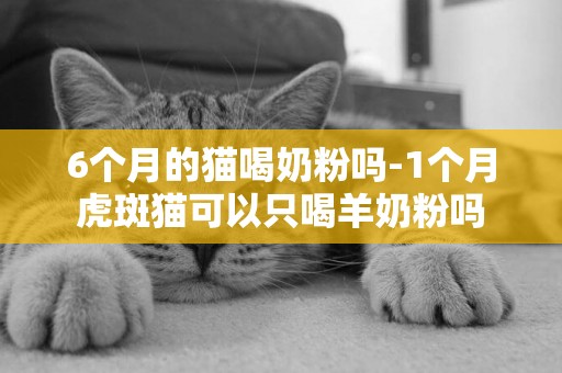 6個月的貓喝奶粉嗎-1個月虎斑貓可以只喝羊奶粉嗎