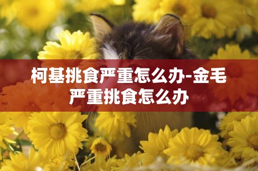 柯基挑食嚴重怎么辦-金毛嚴重挑食怎么辦