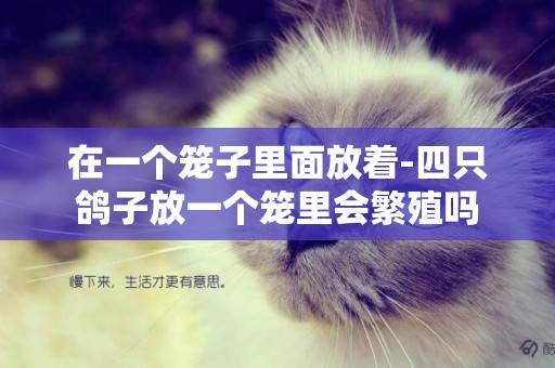 在一個籠子里面放著-四只鴿子放一個籠里會繁殖嗎