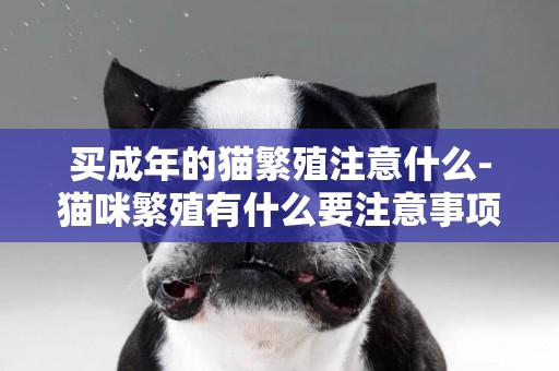 買成年的貓繁殖注意什么-貓咪繁殖有什么要注意事項