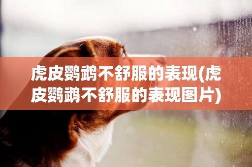 虎皮鸚鵡不舒服的表現(虎皮鸚鵡不舒服的表現圖片)