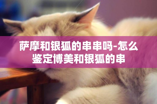 薩摩和銀狐的串串嗎-怎么鑒定博美和銀狐的串