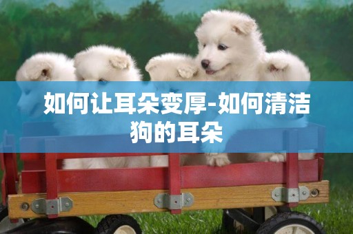 如何讓耳朵變厚-如何清潔狗的耳朵
