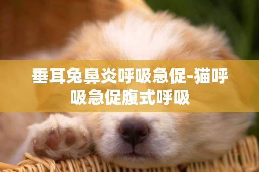 垂耳兔鼻炎呼吸急促-貓呼吸急促腹式呼吸