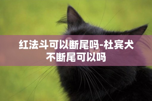 紅法斗可以斷尾嗎-杜賓犬不斷尾可以嗎