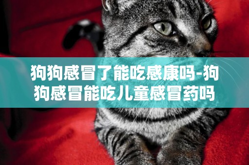 狗狗感冒了能吃感康嗎-狗狗感冒能吃兒童感冒藥嗎